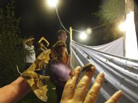 Chasse de nuit pour l'observation et l'identification des insectes. Le jeudi 25 juillet 2013 à Nedde. Haute-Vienne.  19H00